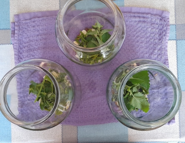 Маринованные огурцы с мятой Маринованные огурцы с мятой