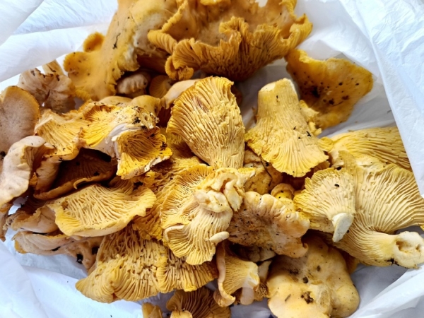 Булгур с лисичками и сметаной Булгур с лисичками и сметаной