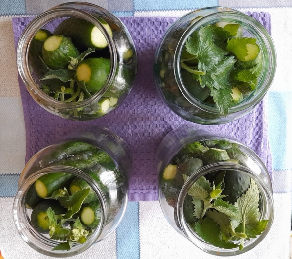 Маринованные огурцы с мятой Маринованные огурцы с мятой