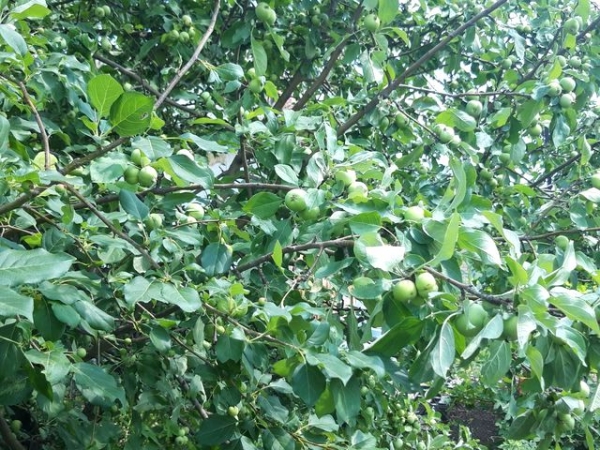 
Вино из яблок в домашних условиях своими руками — простой рецепт приготовления	