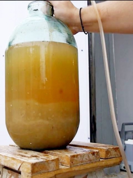 
Вино из яблок в домашних условиях своими руками — простой рецепт приготовления	