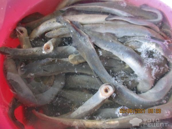 Рецепт: Минога в сметане - дорогой деликатес Рецепт: Минога в сметане - дорогой деликатес