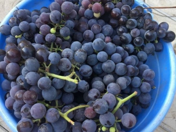 
Вино из винограда своими руками — рецепт приготовления в домашних условиях	