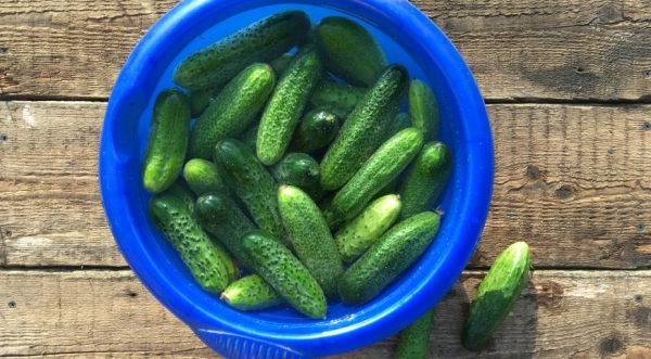 Солёные огурцы, пошаговый рецепт с фото