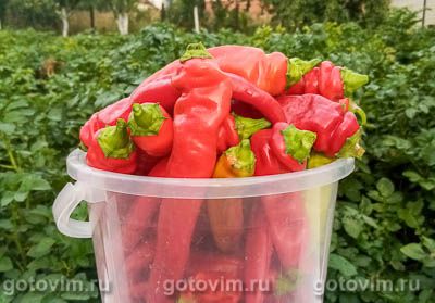 Закуска из острого перца к мясу Закуска из острого перца к мясу