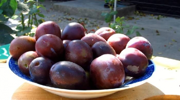 
Настойка из сливы на водке в домашних условиях простой рецепт	