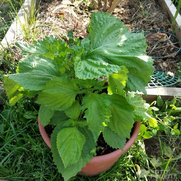 Рецепт: Пирожки из периллы - Kkaenip-Jeon - Корейский панчан