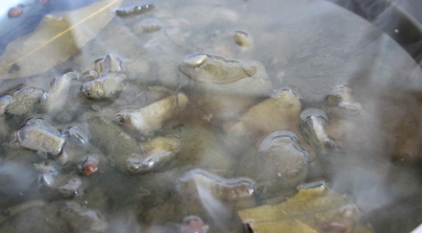 Маринованные моховики , пошаговый рецепт с фото Маринованные моховики , пошаговый рецепт с фото