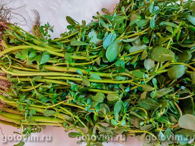 Портулак маринованный Портулак маринованный
