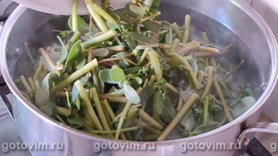 Портулак маринованный Портулак маринованный