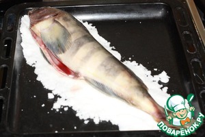 Терпуг в соляном панцире Терпуг в соляном панцире