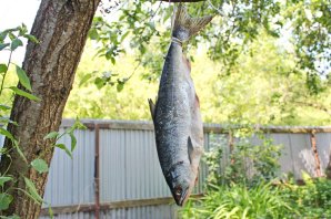 Горбуша горячего копчения Горбуша горячего копчения