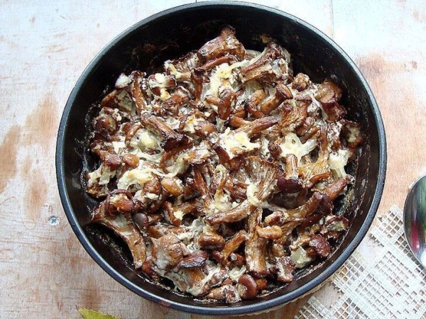 Запечённые лисички в сметане Запечённые лисички в сметане