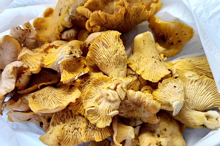 Булгур с лисичками и сметаной Булгур с лисичками и сметаной