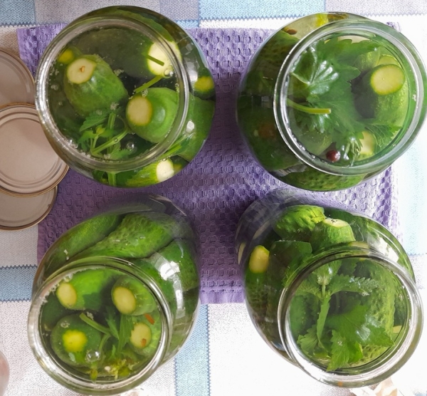 Маринованные огурцы с мятой Маринованные огурцы с мятой