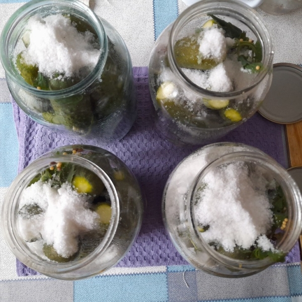 Маринованные огурцы с мятой Маринованные огурцы с мятой