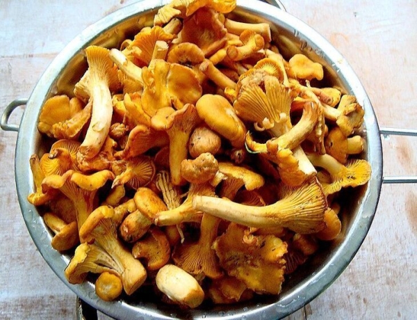 Суп из лисичек Суп из лисичек