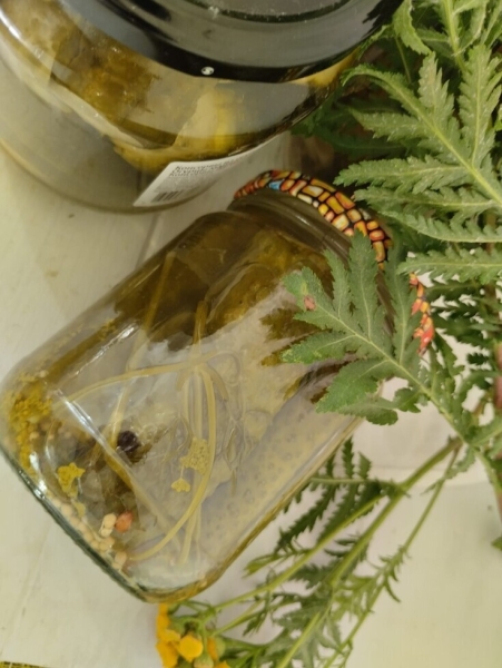 Маринованные огурцы Маринованные огурцы