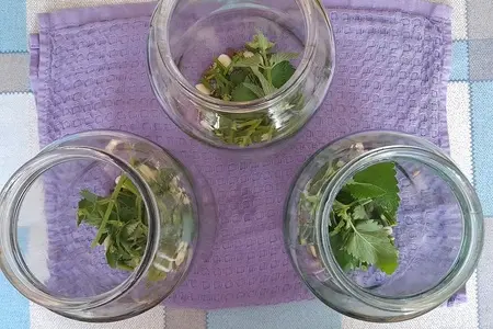 Маринованные огурцы с мятой Маринованные огурцы с мятой