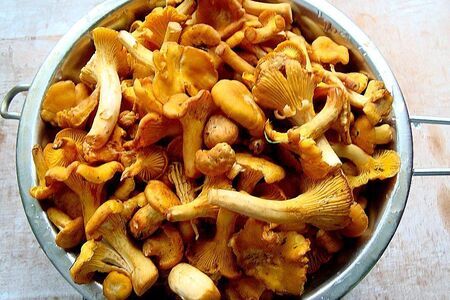 Суп из лисичек Суп из лисичек