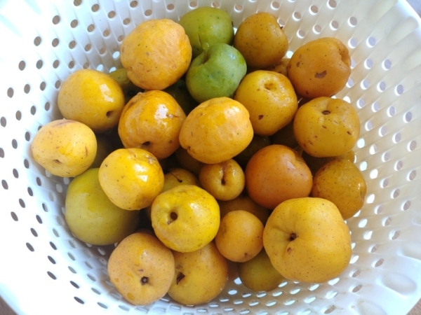 Цидония в сиропе