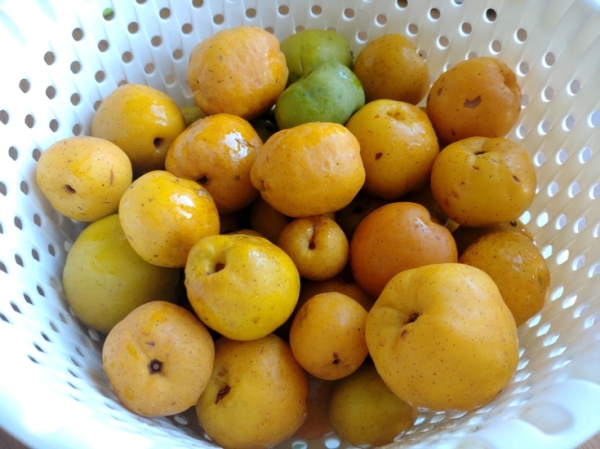 Цидония в сиропе