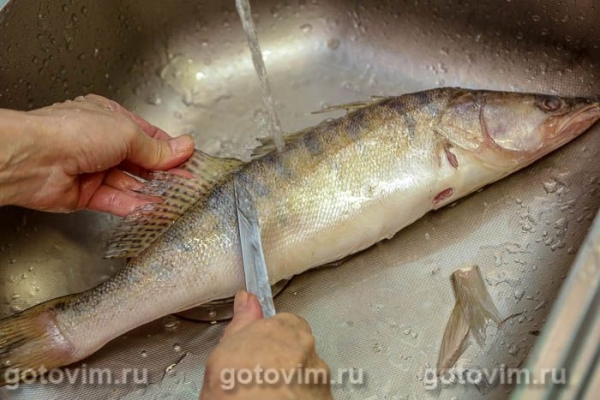 Жареный судак с луком и лисичками Жареный судак с луком и лисичками
