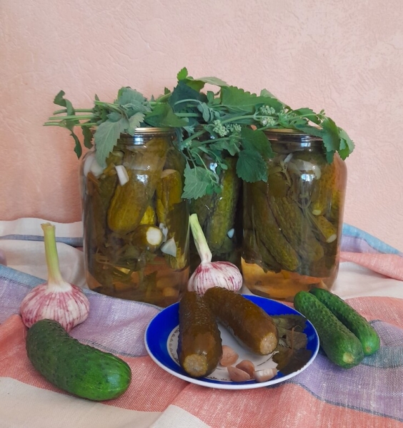 Маринованные огурцы с мятой Маринованные огурцы с мятой