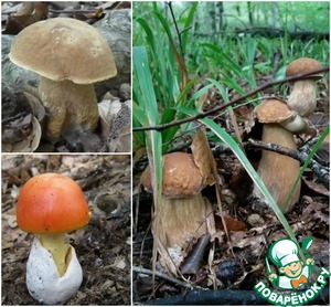 Грибная похлёбка в Северном Причерноморье