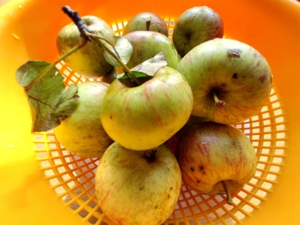 Яблочная пастила