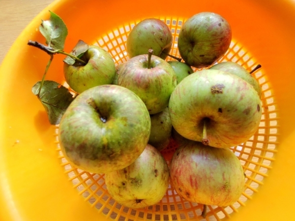 Яблочная пастила