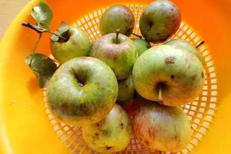 Яблочная пастила