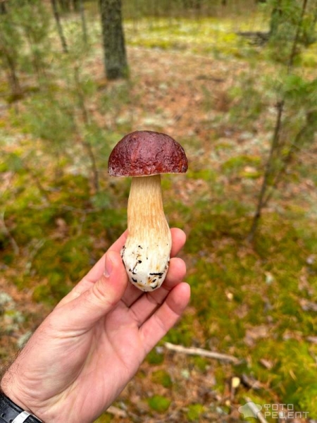 Рецепт: Белый гриб на зиму - Маринованные Рецепт: Белый гриб на зиму - Маринованные