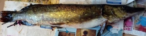 Рецепт: Фаршированная щука - С манной крупой.