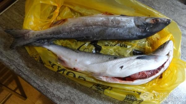 Рецепт: Горбуша малосоленая сухим посолом - Вкуснейший вариант засолки горбуши. Быстро , просто. Рецепт: Горбуша малосоленая сухим посолом - Вкуснейший вариант засолки горбуши. Быстро , просто.