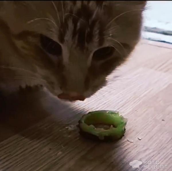 Рецепт: Кабачки запеченные с фаршем и сыром - Закуска по-домашнему Рецепт: Кабачки запеченные с фаршем и сыром - Закуска по-домашнему