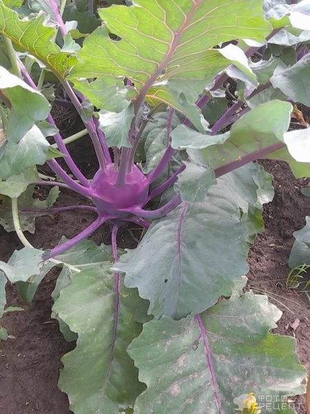 Рецепт: Капуста калираби - Со свеклой и морковью.