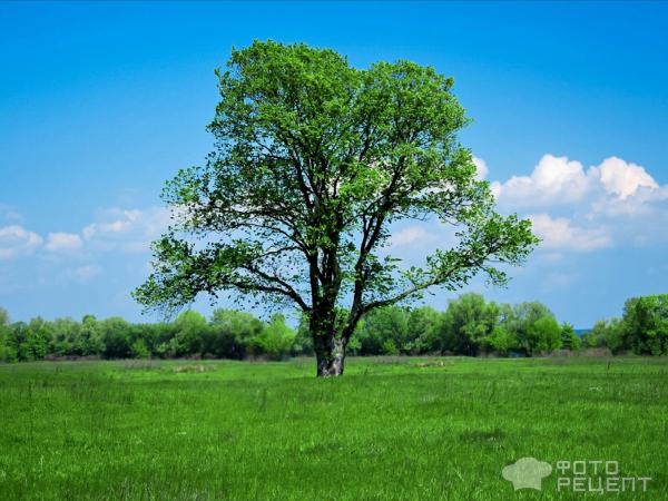 Рецепт: Каша из желудей - по-домашнему Рецепт: Каша из желудей - по-домашнему