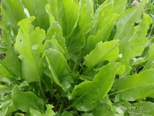 Рецепт: Пирожок с щавелем - по рецепту бабули Максима