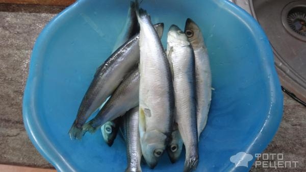 Рецепт: Салака балтийская на пару - Самый быстрый и вкусный рецепт. Рецепт: Салака балтийская на пару - Самый быстрый и вкусный рецепт.