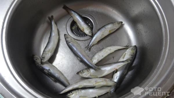 Рецепт: Салака балтийская на пару - Самый быстрый и вкусный рецепт. Рецепт: Салака балтийская на пару - Самый быстрый и вкусный рецепт.