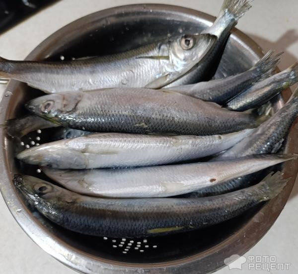 Рецепт: Салака маринованная малосольная - Пряная рыбка, идеальная. Вкуснее покупной. Рецепт: Салака маринованная малосольная - Пряная рыбка, идеальная. Вкуснее покупной.