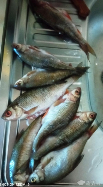 Рецепт: Сорога жареная на масле - в муке Рецепт: Сорога жареная на масле - в муке