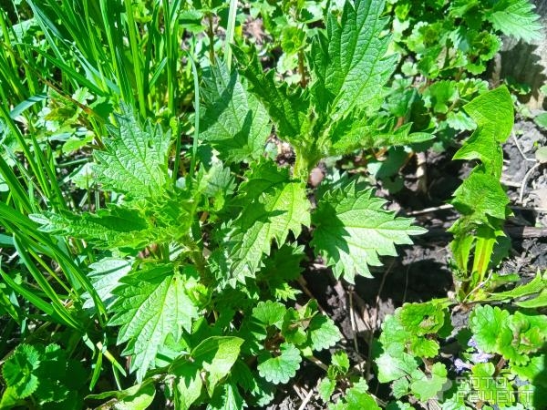 Рецепт: Суп из крапивы - с яйцом, на говяжьем бульоне