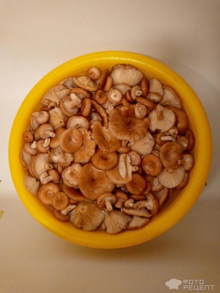 Рецепт: Волнушки соленые - По-домашнему