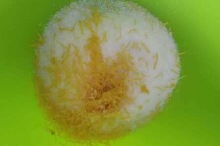 Творожный штоллен