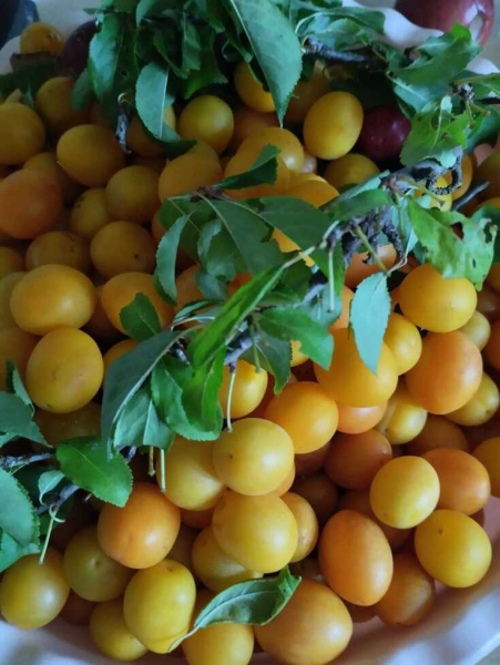 Варенье из алычи с косточками