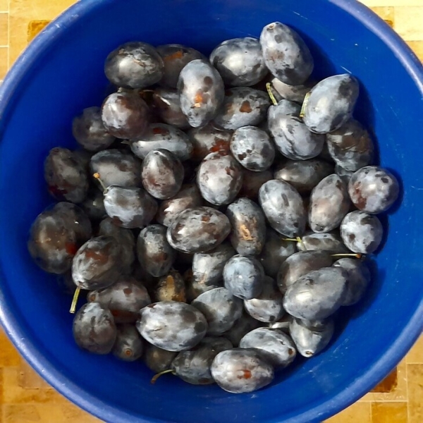 Варенье из слив с какао Варенье из слив с какао