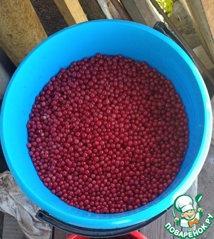 Вино из красной смородины Вино из красной смородины