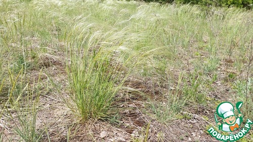 Запеченная кукуруза с фаршем индейки "Мексика" Запеченная кукуруза с фаршем индейки "Мексика"